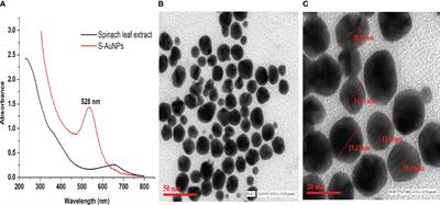 Phytofabricated gold nanoparticles as modulators of salt stress responses in spinach: implications for redox homeostasis, biochemical and physiological adaptation